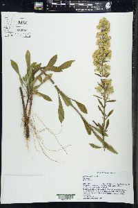 Solidago simplex image
