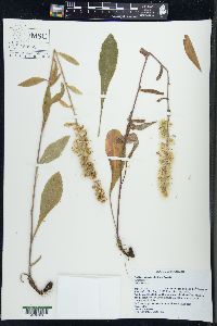 Solidago hispida image