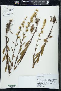 Solidago simplex image