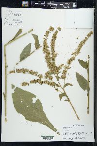 Solidago patula image