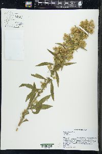 Solidago simplex image