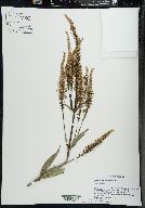 Veronicastrum virginicum image