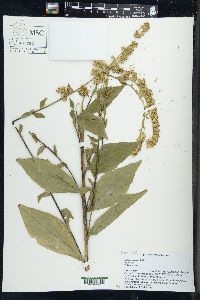 Solidago patula image