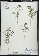 Melampyrum lineare image