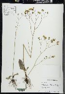 Hieracium venosum image