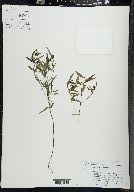 Melampyrum lineare image