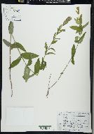 Scutellaria galericulata image