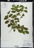 Lonicera morrowii image