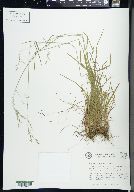 Poa saltuensis image