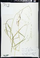 Puccinellia pallida image