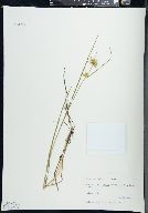 Carex michauxiana image