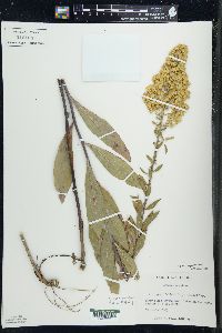 Solidago speciosa image