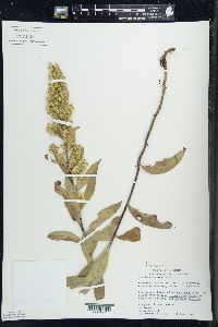 Solidago speciosa image