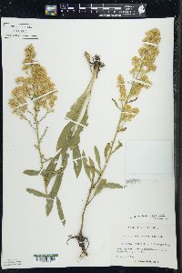 Solidago speciosa image