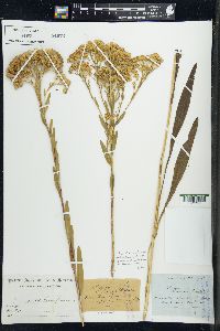 Solidago ohioensis image