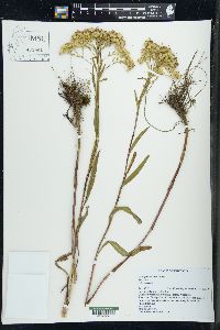 Solidago ohioensis image