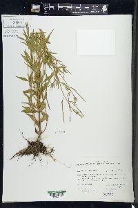 Epilobium ciliatum subsp. glandulosum image