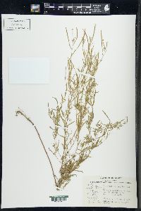 Epilobium leptophyllum image