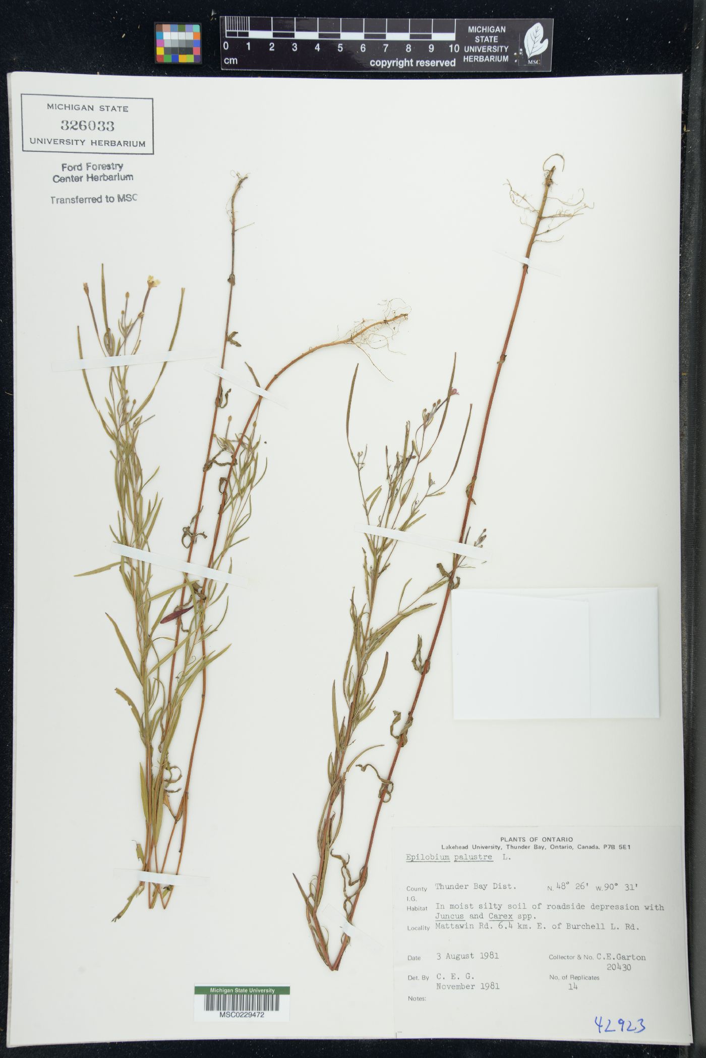 Epilobium palustre image