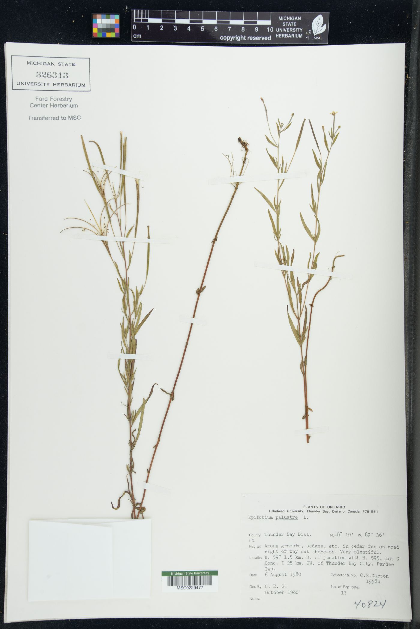 Epilobium palustre image