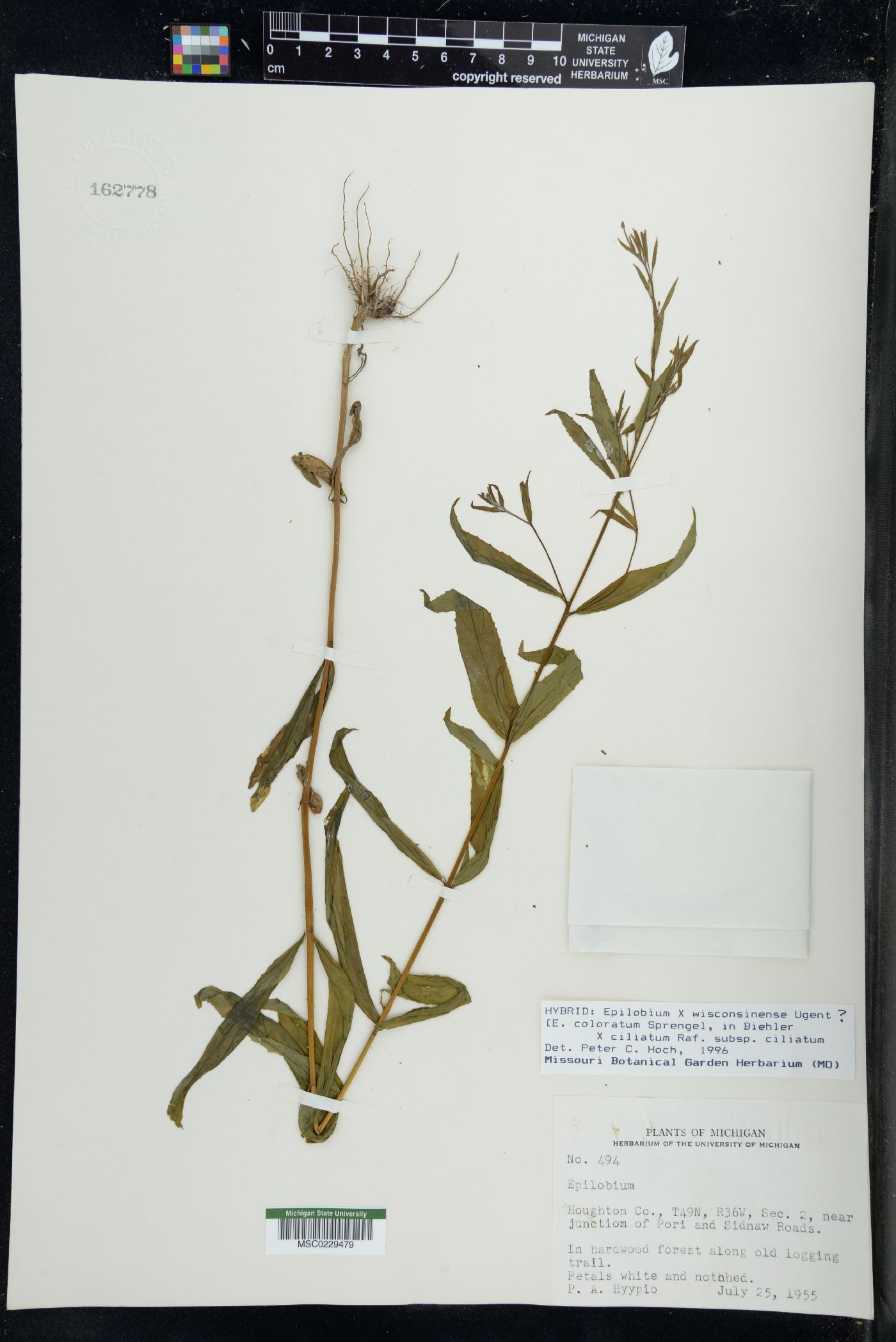 Epilobium x wisconsinense image