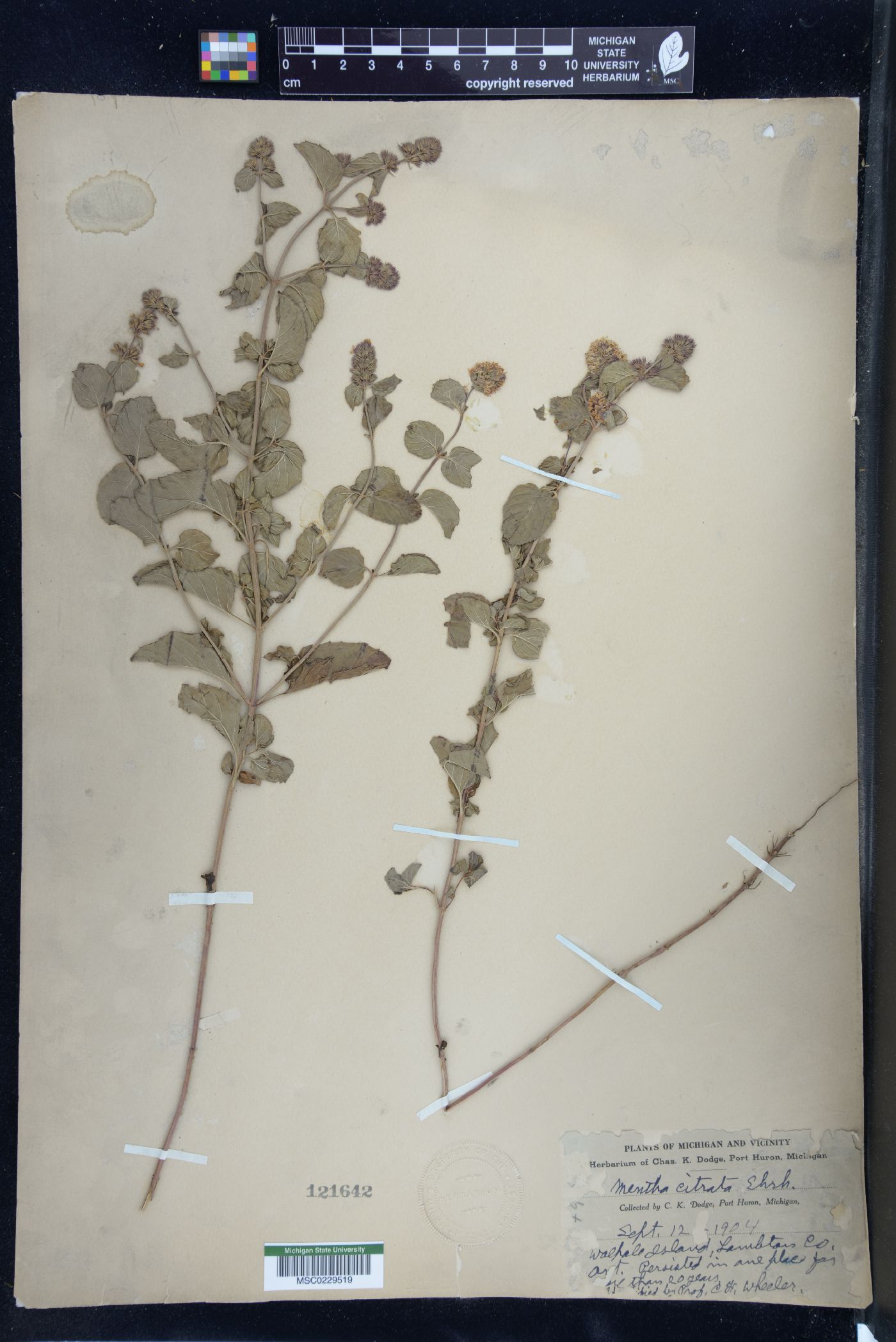 Mentha aquatica image