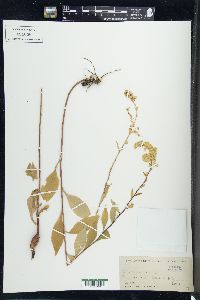 Solidago arguta image