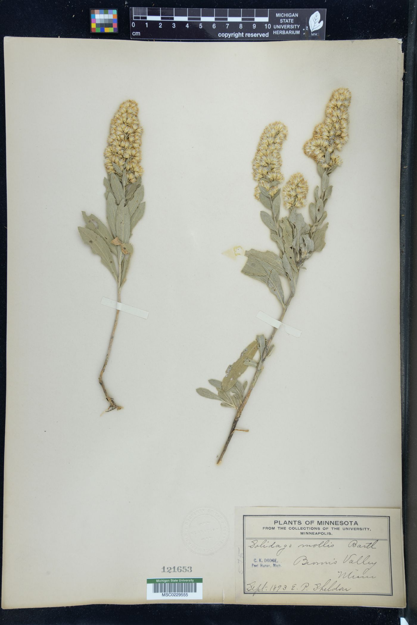 Solidago mollis image