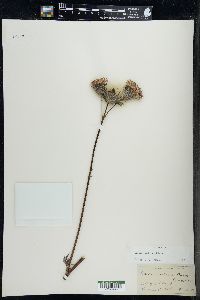 Cirsium muticum image