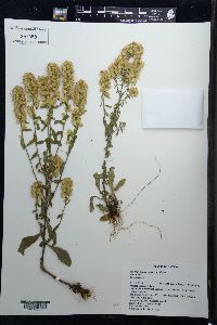 Solidago hispida image