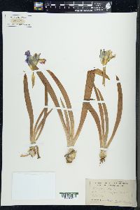 Iris pumila image