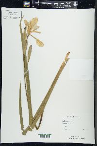 Iris versicolor image