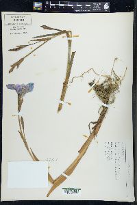 Iris versicolor image