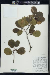 Alnus glutinosa image