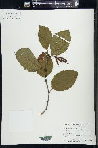 Alnus incana subsp. rugosa image