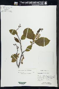 Alnus incana subsp. rugosa image