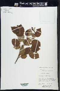 Alnus incana subsp. rugosa image