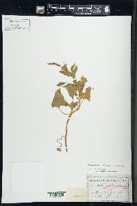 Chenopodium bonus-henricus image