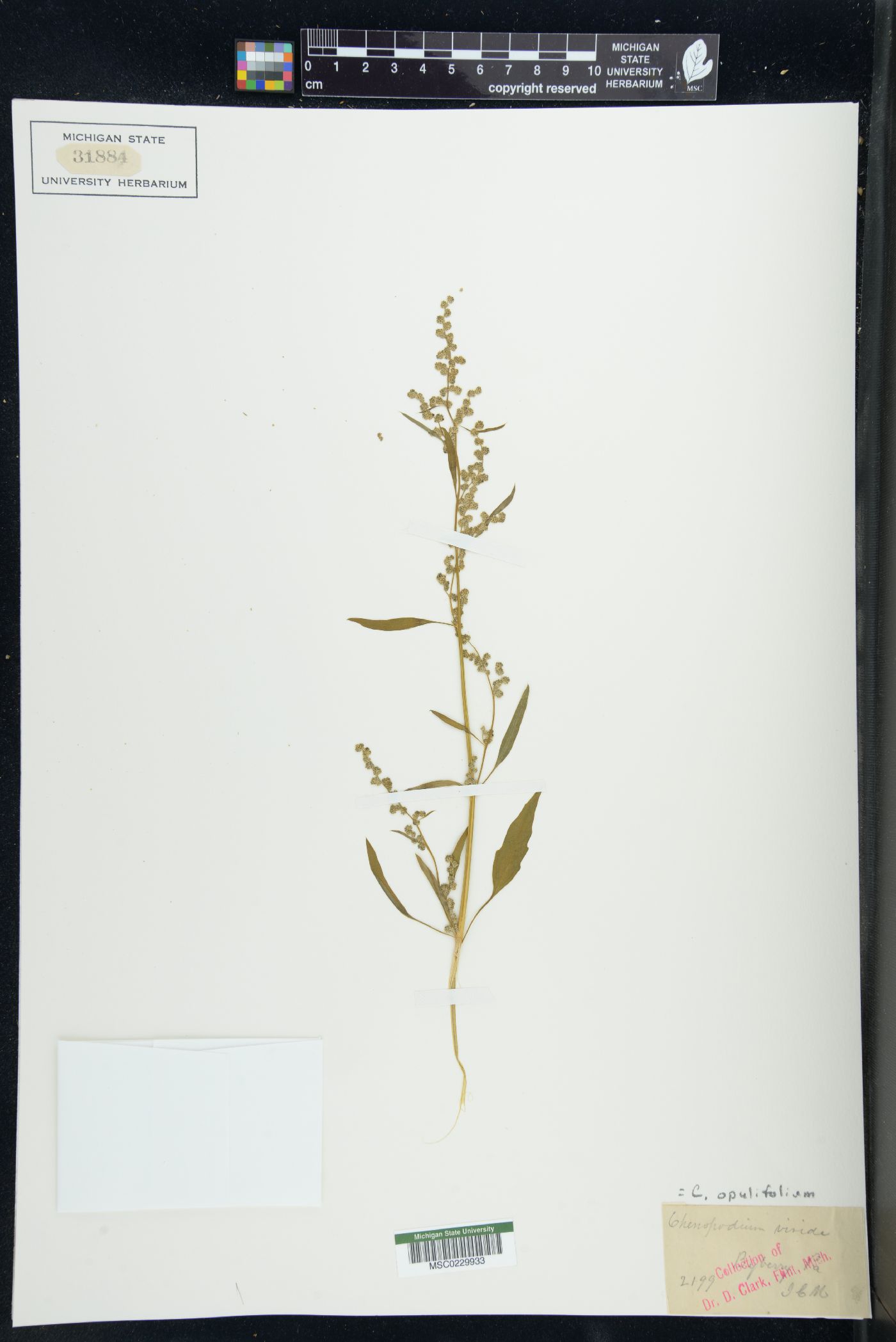 Chenopodium opulifolium image