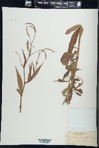 Persicaria careyi image