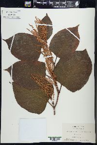 Reynoutria japonica image