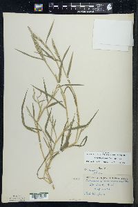 Muhlenbergia frondosa image