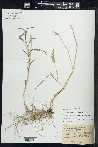 Muhlenbergia frondosa image