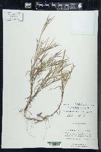 Muhlenbergia frondosa image