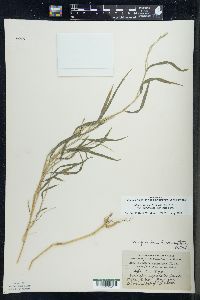 Muhlenbergia frondosa image