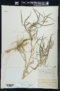 Muhlenbergia frondosa image