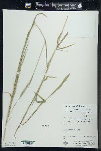 Muhlenbergia glomerata image