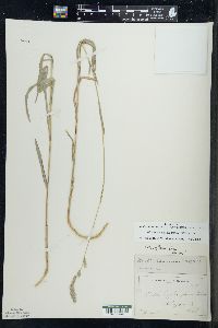 Muhlenbergia glomerata image