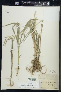 Muhlenbergia glomerata image