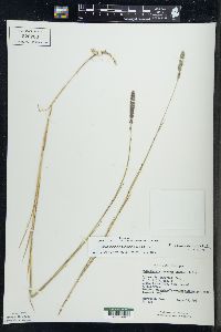 Muhlenbergia glomerata image